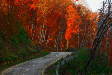 Fototapeta premium Autumn scene with road in forest