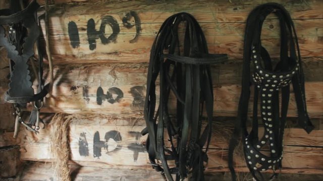 Horse harness on a background of a wooden wall