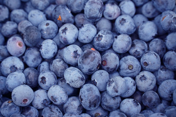 blueberry background