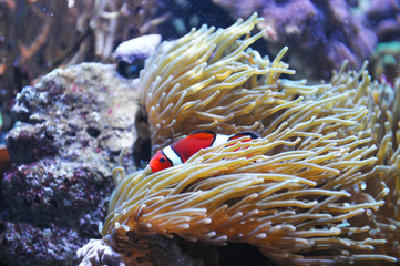 red clownfish in the coral reef