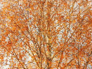 Autumn yellow leaves tree autumn backdrop