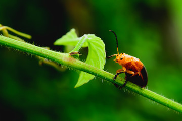 Ladybug