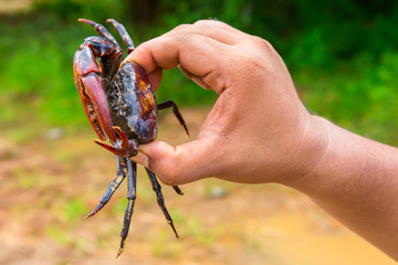Dirt, Human Hand, Adult, Animal, Animal Body Part