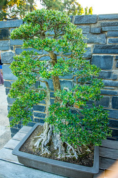 Bonsai Juniper tree