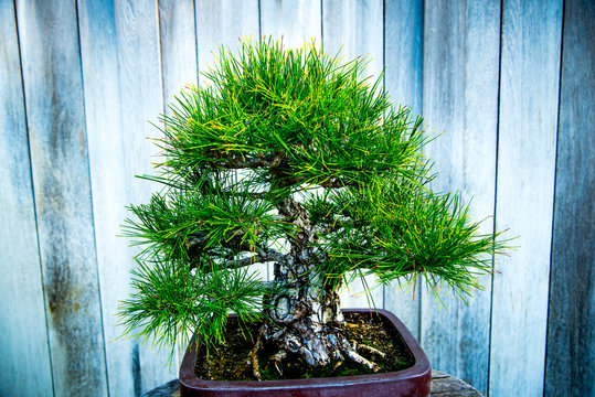 Bonsai Pine tree