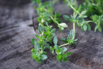 Thymus sprouts closeup