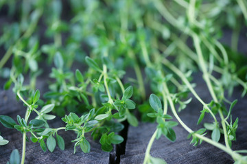 Thymus sprouts closeup