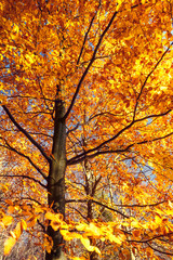 tree in autumn sunlight