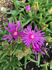 鮮やかなピンクの花