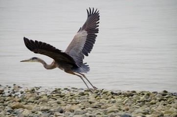 Great Blue Heron at Smelt Bay, Cortes Island, British Columbia, Canada