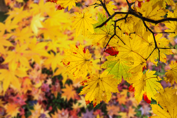 Naklejka na ściany i meble beautiful conlorful maple leaf vibrant tree in Japan travel autumn season, Japan
