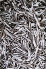 Sea fish the European anchovy placed on a table on the market.