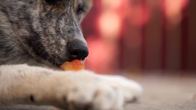 A young dog Akita Inu eats a piece of watermelon and funny chews.