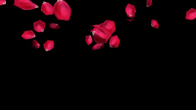 Rose petals falling - once. Slow motion. Matte included. True 3D textured petals.