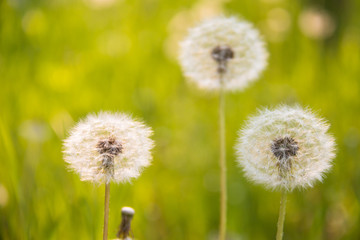 Dandelion in the summer