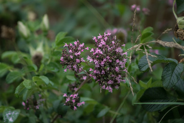 Pink Baby Breath Flowers