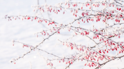 shot of hoarfrost on berries of barberry bush. Snow outside. cold weather. Frozen, frost.