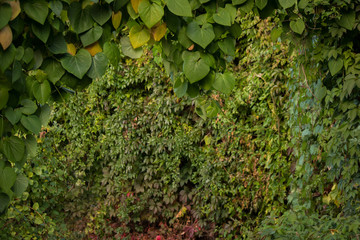 Arch from leaves of a climbing plant, green wall against a background - 167875911