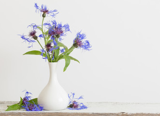 cornflower in vase on white background