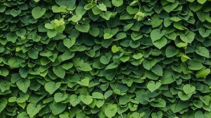 green wall, plants background - 167876544