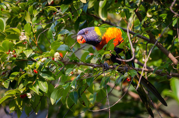 Rainbow Lorikeet