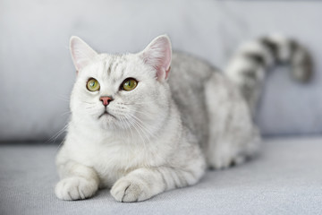 Fototapeta na wymiar Lovely cat with gray-white hair on sofa