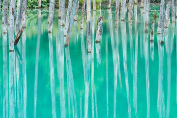 美瑛 白金の青い池