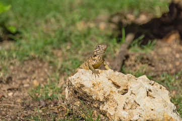 Naklejka na ściany i meble iguana masked keeled on a stone, against a background of blurred muddy tropical vegetation