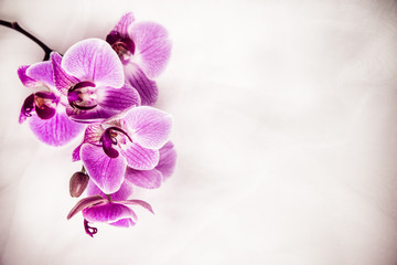 The branch of purple orchids on white fabric background 
