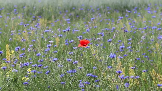 Wild flower field with red poppy
