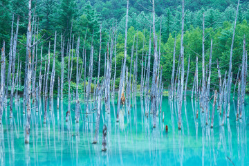 美瑛 白金の青い池