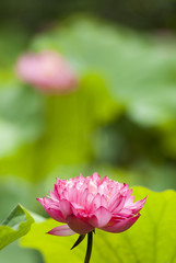 Obraz premium 蓮の花
