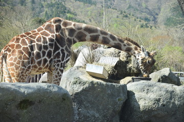 富士サファリパーク　きりん

