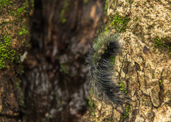 BLACK, BRISTLY CATERPILLAR