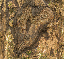 heart shape on a tree bark