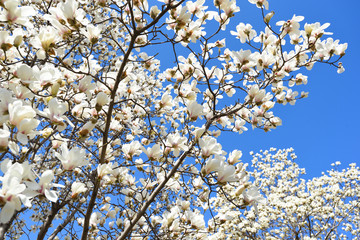 Magnolia tree blossom under blue sky