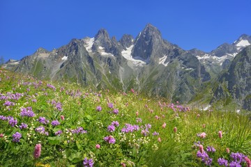 Fototapeta premium Flowers in Caucasus
