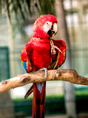 Red Macaw Bird