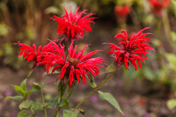 Monarda (bee balm, horsemint, oswego tea, bergamot) in full bloom