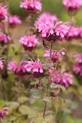 Monarda (bee balm, horsemint, oswego tea, bergamot) in full bloom