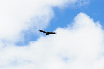 Fototapeta na wymiar Eagle flying in the sky