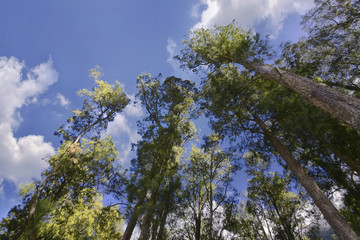 Bottom view of trees on Mount Rinjani