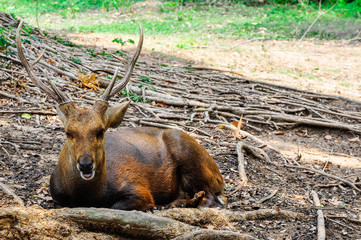 Deer resting under a tree