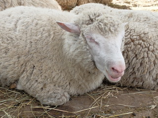 Sheep breed - Soviet