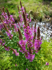 Blutweiderich; Lythrum; salicaria