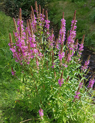 Obraz premium Blutweiderich; Lythrum; salicaria
