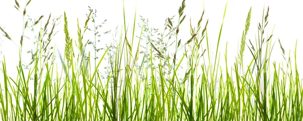 Fotobehang grassen, grassprieten, weide tegen een witte achtergrond © winyu