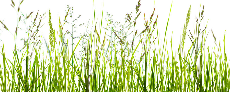 gräser, grashalme, wiese vor weißem hintergrund © winyu