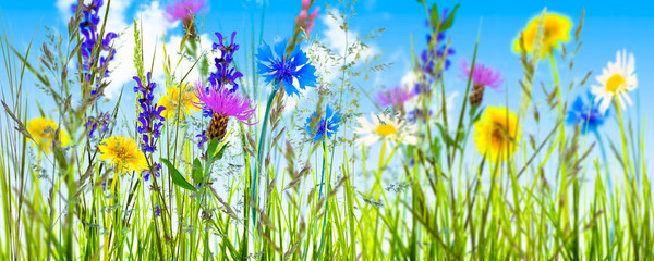 Fototapety  letnia łąka, letnie kwiaty, panorama