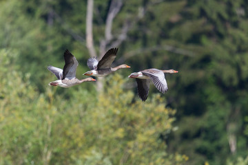 three gray geese (anser anser) flying with forest in background